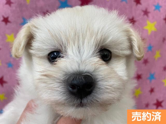 Mix ポメラニアン トイプードル 横浜ペットショップ ベルドック Mix ポメラニアン トイプードル 横浜ペットショップ ベルドック