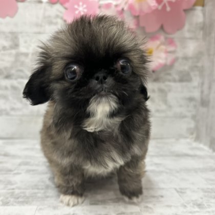 ペキニーズ　港南台店