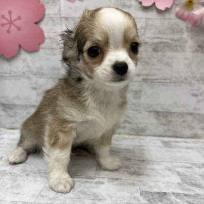 ロングコートチワワ　港南台店