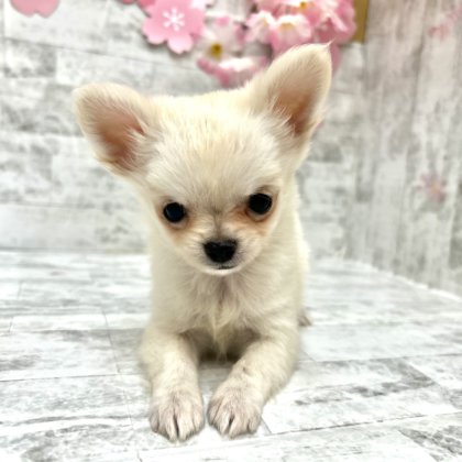 ロングコートチワワ　港南台店