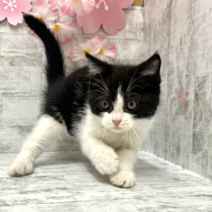 マンチカン　港南台店