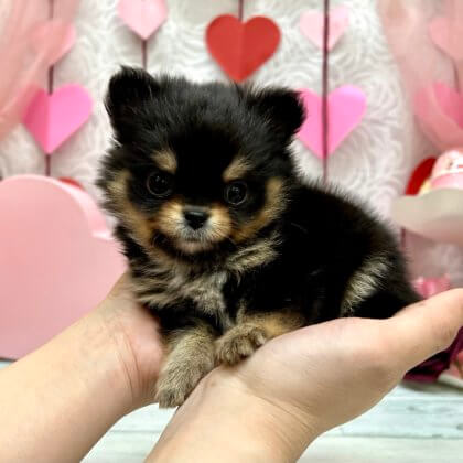 MIX（ポメラニアン×チワワ）　高田店