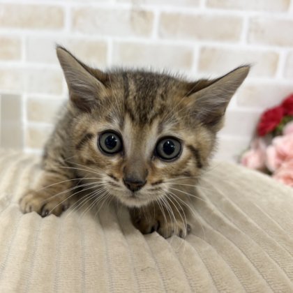 ベンガル　戸塚店