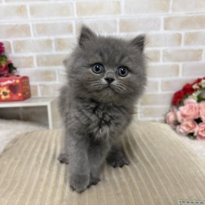 サイベリアン　戸塚店