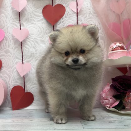 ポメラニアン　高田店