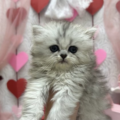 ミヌエット　高田店