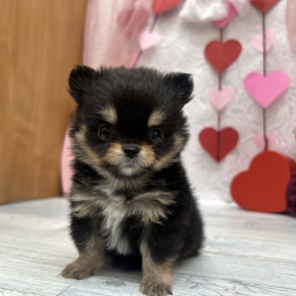 MIX（ポメラニアン×チワワ）　高田店