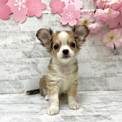 ロングコートチワワ　港南台店