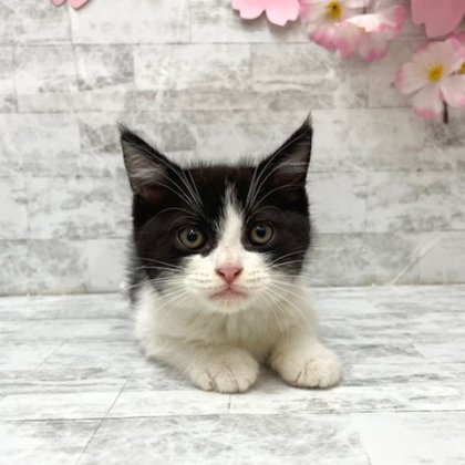 マンチカン　港南台店