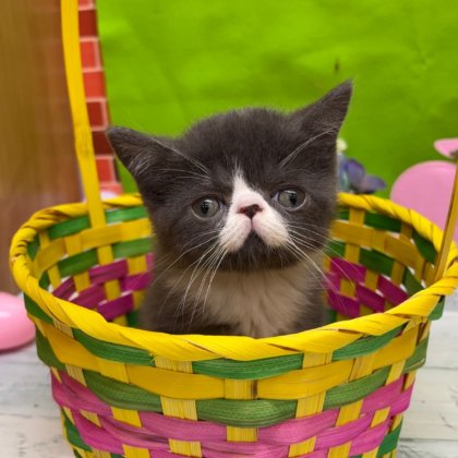 エキゾチック　高田店