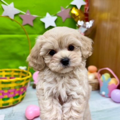 MIX(トイプードル×マルチーズ)    高田店