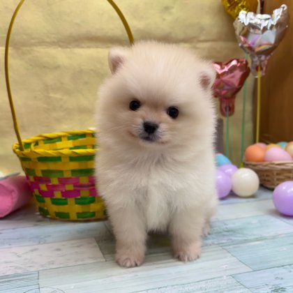 ポメラニアン　高田店