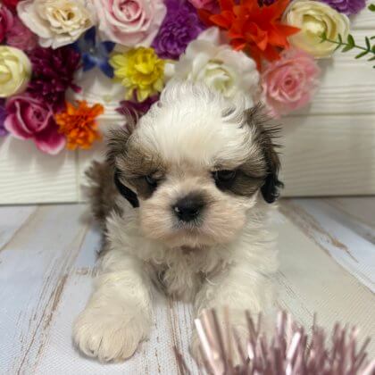 シーズー 茂原店