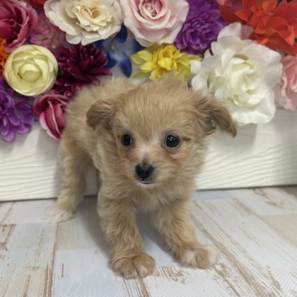 MIX（チワワ×トイプードル） 茂原店