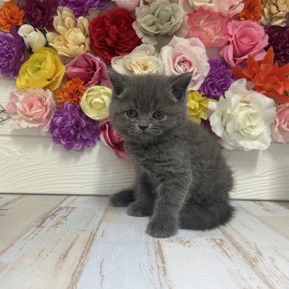 ブリティッシュショートヘアー 茂原店