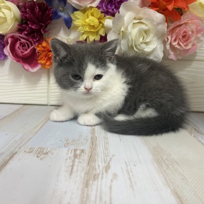 ブリティッシュショートヘアー 茂原店