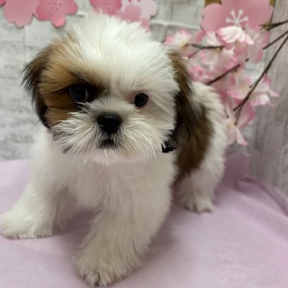 MIX(チワワ×シーズー）　港南台店