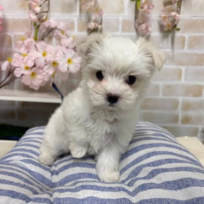 マルチーズ　戸塚店