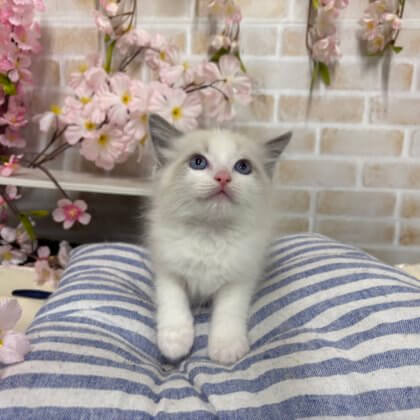 ラグドール　戸塚店