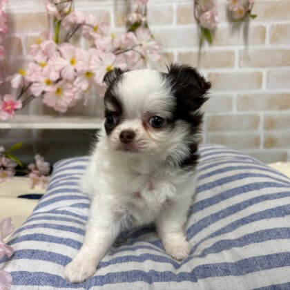 ロングコートチワワ　戸塚店