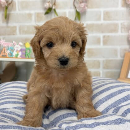 MIX（チワワ×トイプードル）　戸塚店