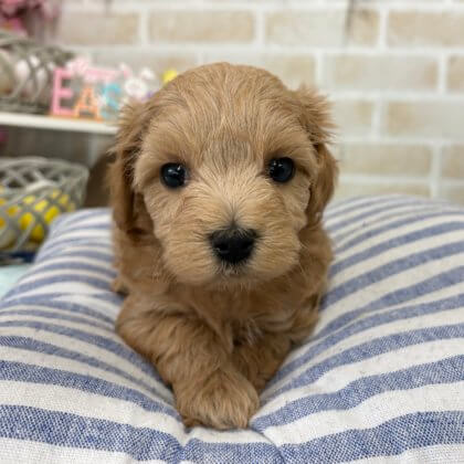 MIX（チワワ×トイプードル）　戸塚店