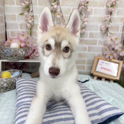 シベリアンハスキー　戸塚店