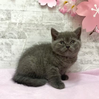 ブリティッシュショートヘア　港南台店