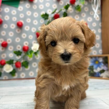 MIX（チワワ×トイプードル）　高田店