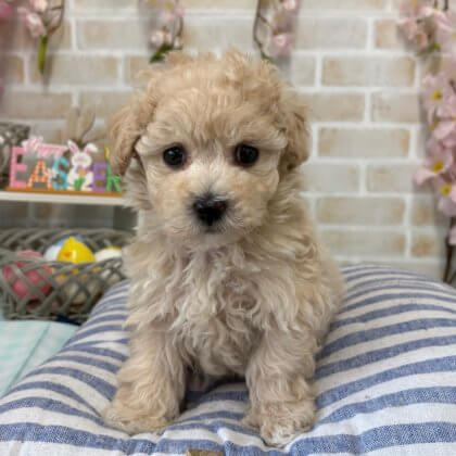 MIX(トイプードル×マルチーズ) 戸塚店