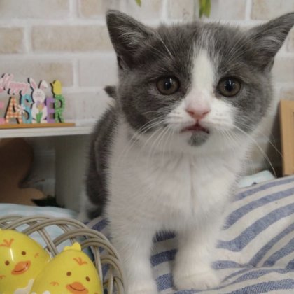 ブリティッシュショートヘアー　戸塚店