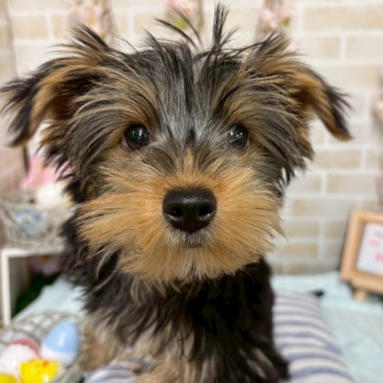 ヨークシャーテリア　戸塚店