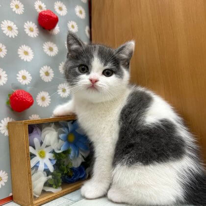 ブリティッシュショートヘアー　高田店