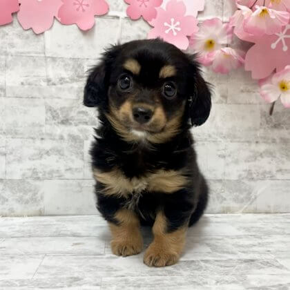 MIX(チワワ×ダックスフンド）　港南台店