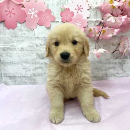 ゴールデンレトリーバー　港南台店