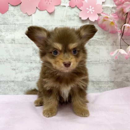 MIX（ロングコートチワワ×ミニチュアダックスフンド）　港南台店