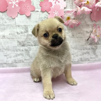 MIX（パグ×ポメラニアン）　港南台店