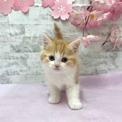 マンチカン　港南台店