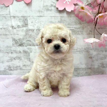 ビションフリーゼ　港南台店