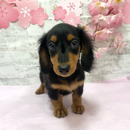 カニヘンダックスフンド　港南台店