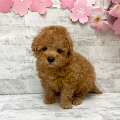 トイプードル　港南台店