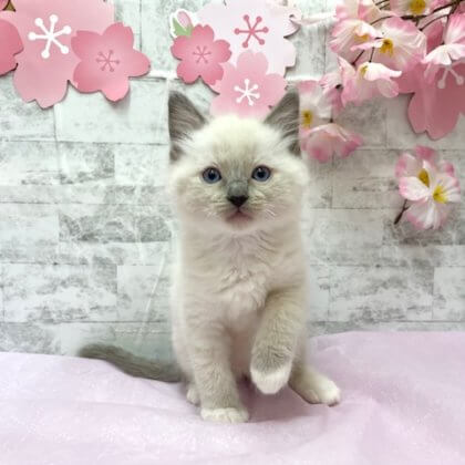 ラグドール　港南台店