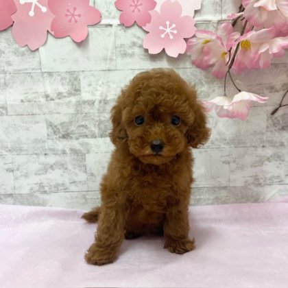 トイプードル　港南台店