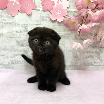 スコティッシュフォールド　港南台店