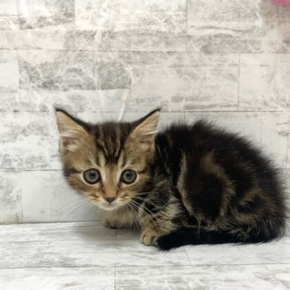 マンチカン　港南台店