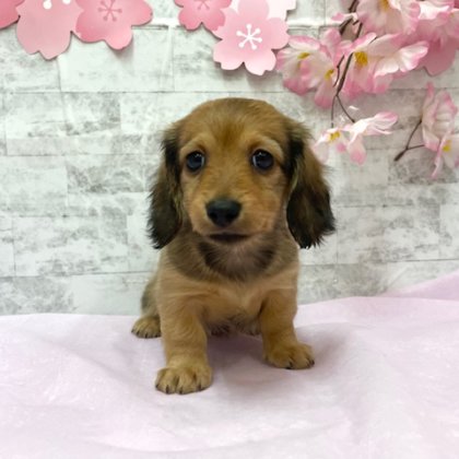 ミニチュアダックスフンド　港南台店