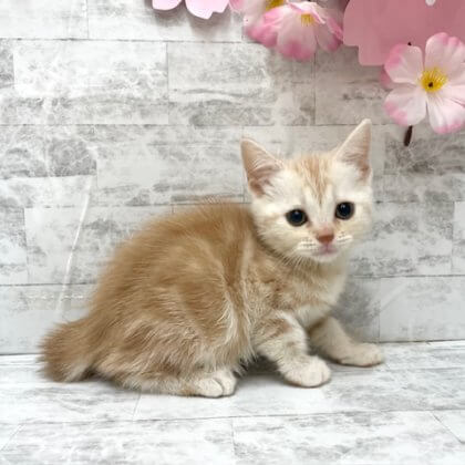 アメリカンショートヘアー　港南台店