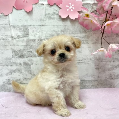 MIX（トイプードル×ロングコートチワワ）　港南台店