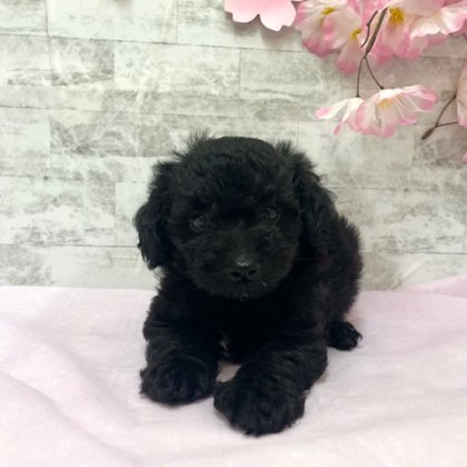 MIX(ミニチュアダックスフンド×トイプードル）　港南台店