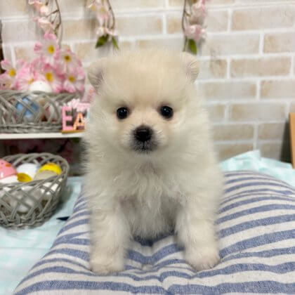 ポメラニアン　戸塚店